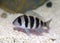 Frontosa Cichlid (Cyphotilapia Frontosa)