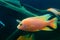Frontosa cichlid fish, Cyphotilapia frontosa