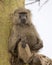 Frontview of an adult baboon sitting in an Acai Tree