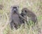 Frontview of an adult baboon sitting in grass with a sideview of a 2nd baboon grooming his left shoulder area