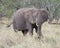 Frontview of adult elephant with tusks feeding on grass