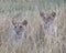 Frontview closeup of 3 cubs sitting looking through tall grass