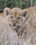 Frontview closeup of the face of a lion cub nestled on mother`s side