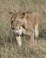 Frontview Closeup of lioness walking in grass