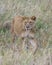 Frontview Closeup of lioness walking in grass