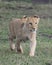 Frontview Closeup of lioness walking in green grass