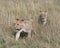 Frontview closeup of two lionesses walking in grass