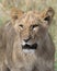 Frontview closeup of young lioness face