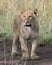 Frontview closeup of young lioness standing on dirt