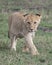 Frontview Closeup of young lioness walking in green grass