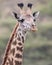 Frontview of the head of a Masai Giraffe looking directly at you