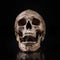 Frontview human skull open mouth isolated