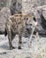 Frontview of a hyena standing on a rock