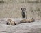Frontview of a hyena standing on a rock with two hyenas sleeping in the foreground