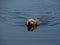 Frontview of a Labrador retriever dog swimming - water reflection, just the head out of water