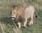 Frontview of large male lion walking toward camera through grass