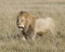 Frontview of large male lion walking toward camera through grass