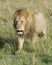Frontview of large male lion walking toward camera through grass