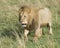 Frontview of large male lion walking toward camera through grass