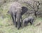 Frontview of mother and baby elephant standing together eating grass