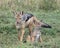 Frontview mother black-backed jackal standing with cub sitting at her side in green grass
