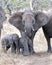 Frontview of a mother elephant with two baby elephants