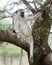 Frontview of one black-faced Vervet moneky sitting in a tree