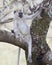 Frontview of one black-faced Vervet moneky sitting in a tree