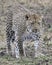 Frontview of a single adult Leopard walking in grass looking forward