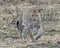 Frontview of a single adult Leopard walking in grass looking forward