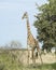 Frontview of single giraffe standing by a tree with blue sky in background