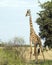 Frontview of single giraffe standing by a tree with blue sky in background