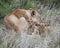 Frontview of two cubs resting by sleeping mother lioness in grass