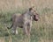 Frontview of young lioness standing in grass with animal head in mouth