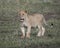 Frontview of young lioness standing in short green grass