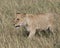 Frontview of young lioness walking through grass