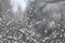 Frost on an almond tree in the winter, somber, gloomy scene