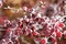 Frost on autumn barberry branches with leaves