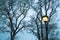 Frost on the bare branches of trees and street light at dark winter evening in city park. Silhouette of woods and street post.