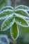 Frost beautifully frames the plants in the early autumn morning