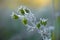 Frost beautifully frames the plants in the early autumn morning