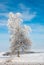 Frost birch background sky