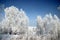 The frost on the birch catkins sparkles brightly, and the dark purple sky is in contrast