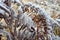 Frost on Bracken Fronds