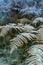 Frost bracken, Natur reserve Broumovske steny, Eastern Bohemia, Czech Republic