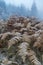 Frost bracken, Natur reserve Broumovske steny, Eastern Bohemia, Czech Republic