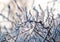 Frost branch color winter abstract nature ice