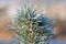 Frost on branches. Beautiful winter seasonal natural background. Frozen evergreen tree - a pine tree.