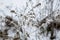 frost on the branches, frozen and snow-dusted wildflowers in the field