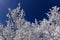 Frost branches trees in frosty day with blue sky